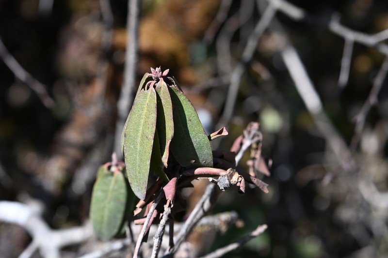 Rhododendron siderophyllum photo 2