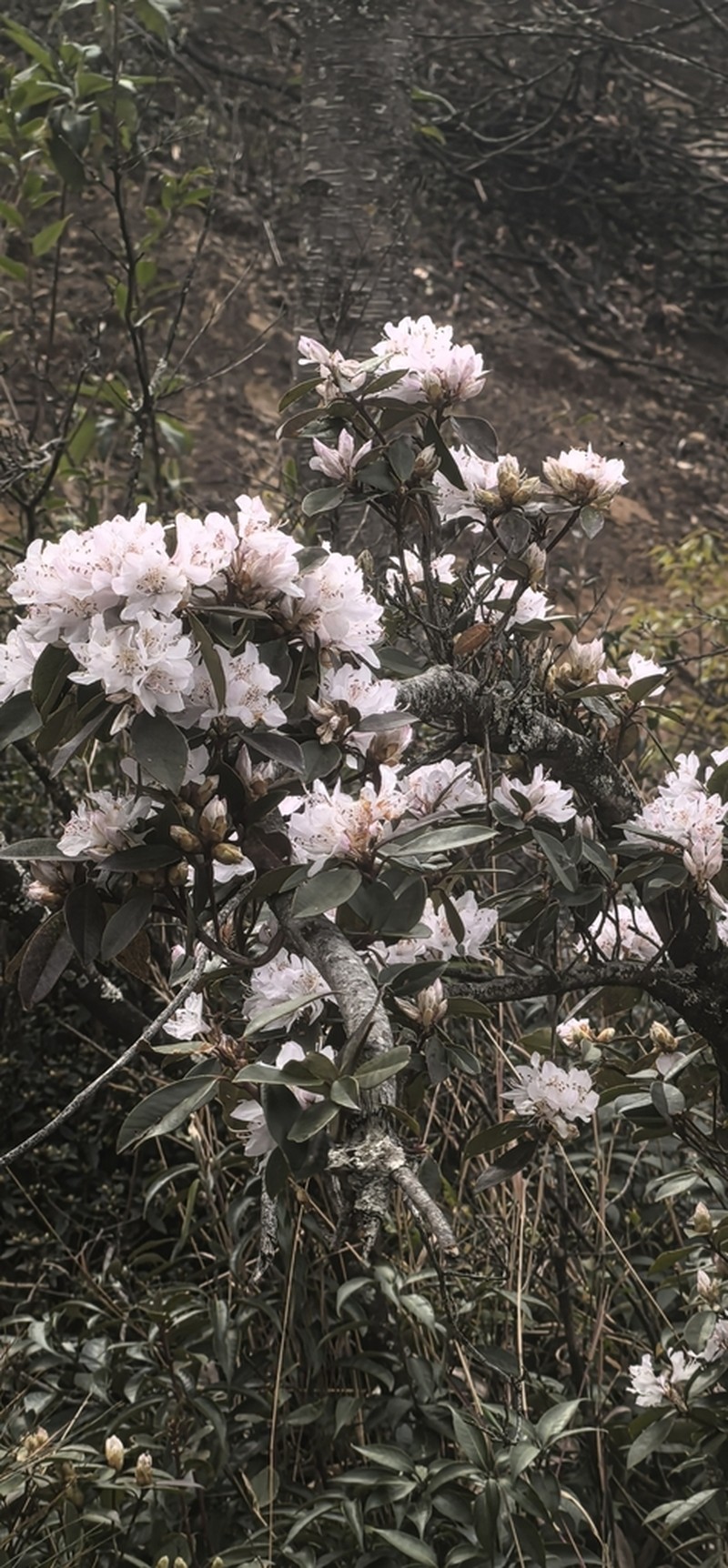 Rhododendron siderophyllum photo 3