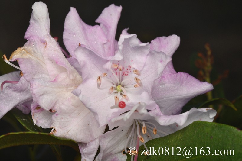 Rhododendron siderophyllum photo 4