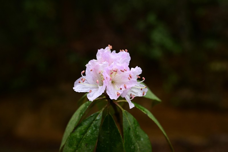 Rhododendron siderophyllum photo 5