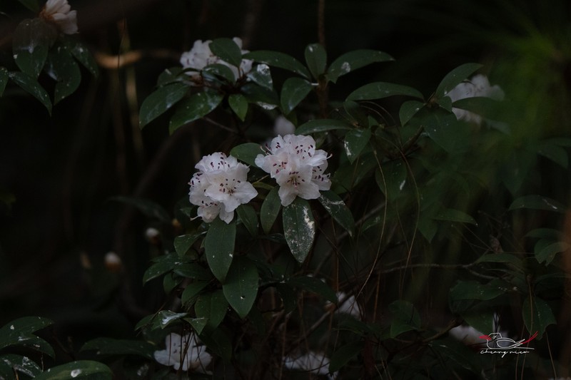 Rhododendron siderophyllum photo 6