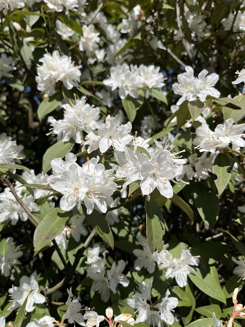 Rhododendron siderophyllum photo 7