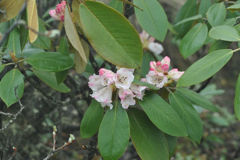 Rhododendron sikangense photo 2