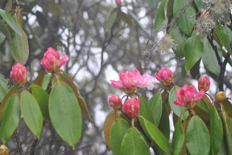 Rhododendron sikangense photo 3