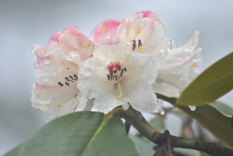 Rhododendron sikangense photo 4
