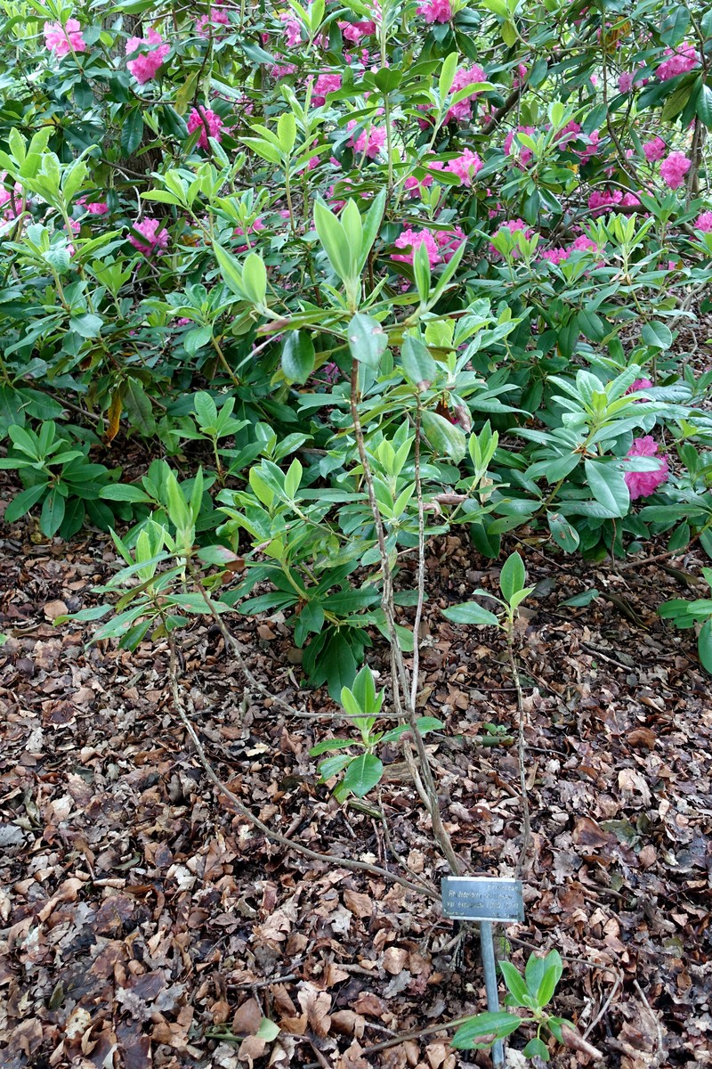 Rhododendron sikangense var. exquisitum