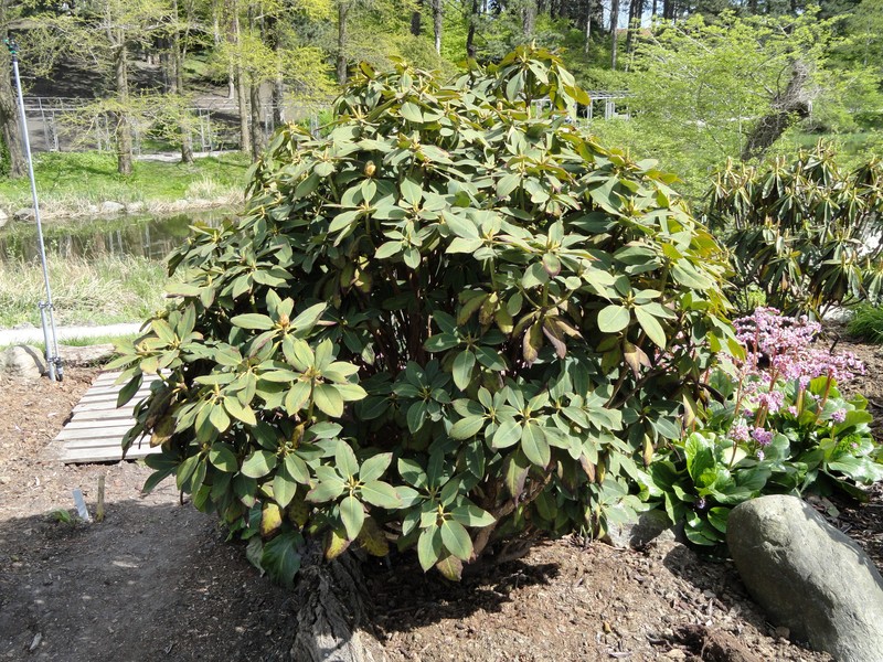 Rhododendron sikangense var. exquisitum photo 3