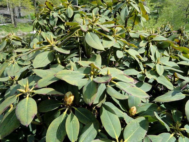 Rhododendron sikangense var. exquisitum photo 4