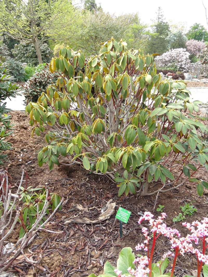 Rhododendron sikangense var. exquisitum photo 5