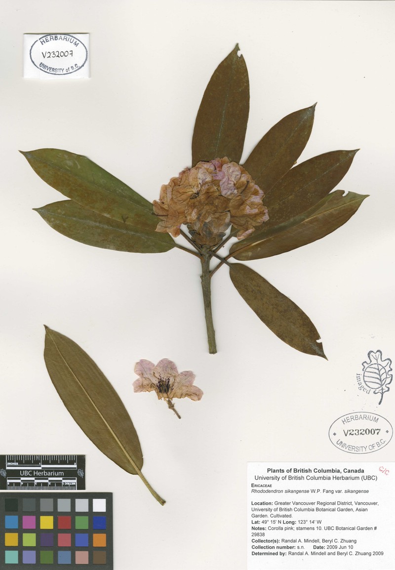 Rhododendron sikangense var. sikangense