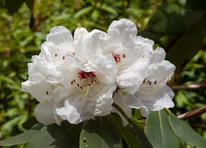 Rhododendron sikangense var. sikangense photo 2