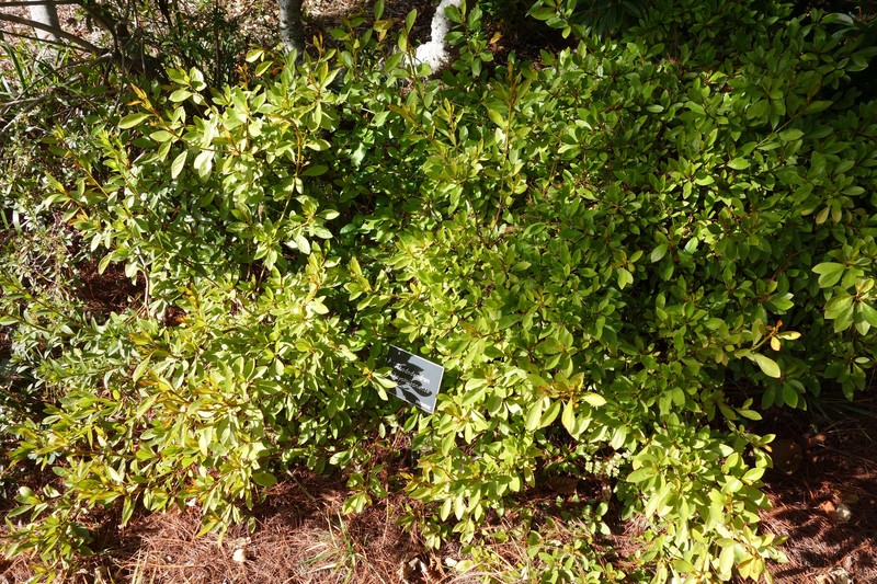 Rhododendron sikayotaizanense