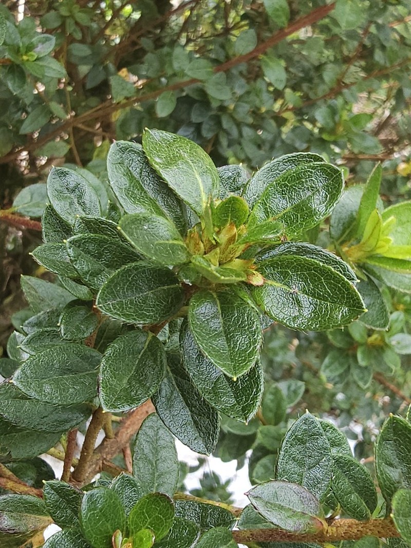 Rhododendron sikayotaizanense photo 2