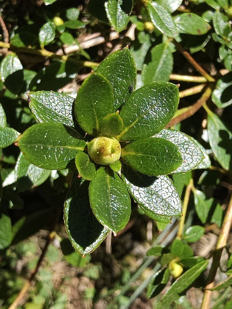 Rhododendron sikayotaizanense photo 3