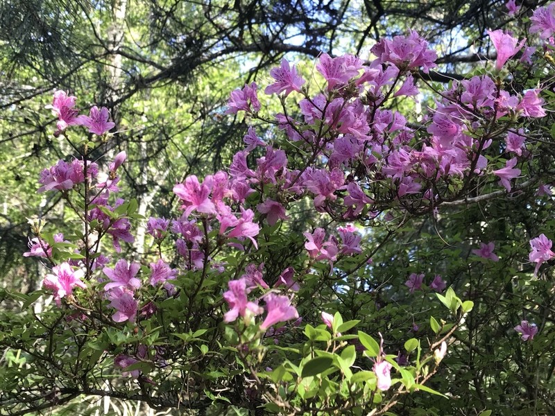 Rhododendron sikayotaizanense photo 4