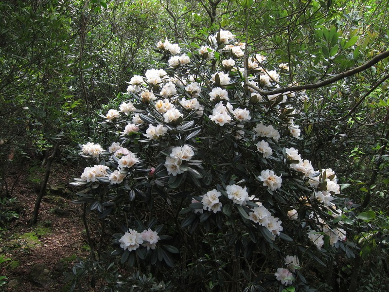 Rhododendron simiarum photo 2