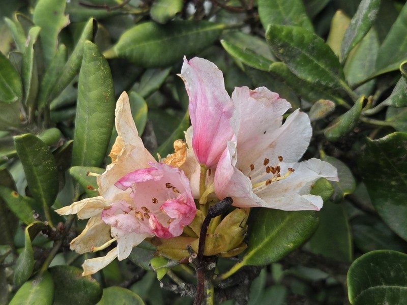 Rhododendron simiarum photo 3