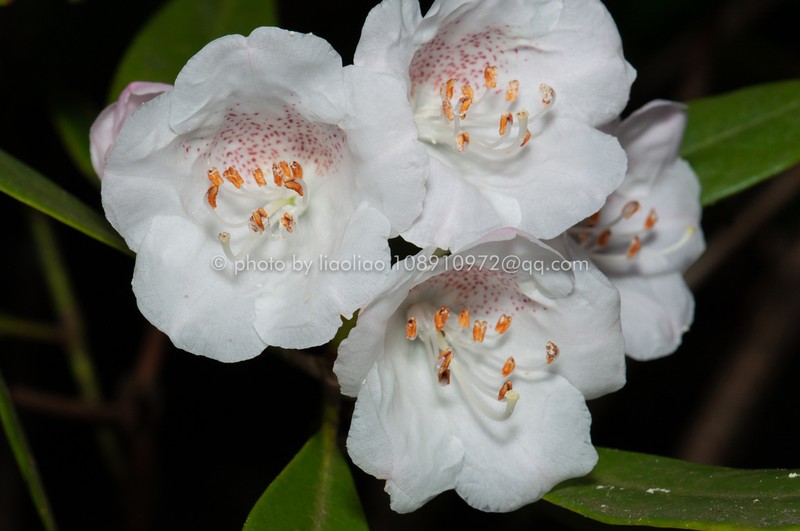 Rhododendron simiarum photo 4