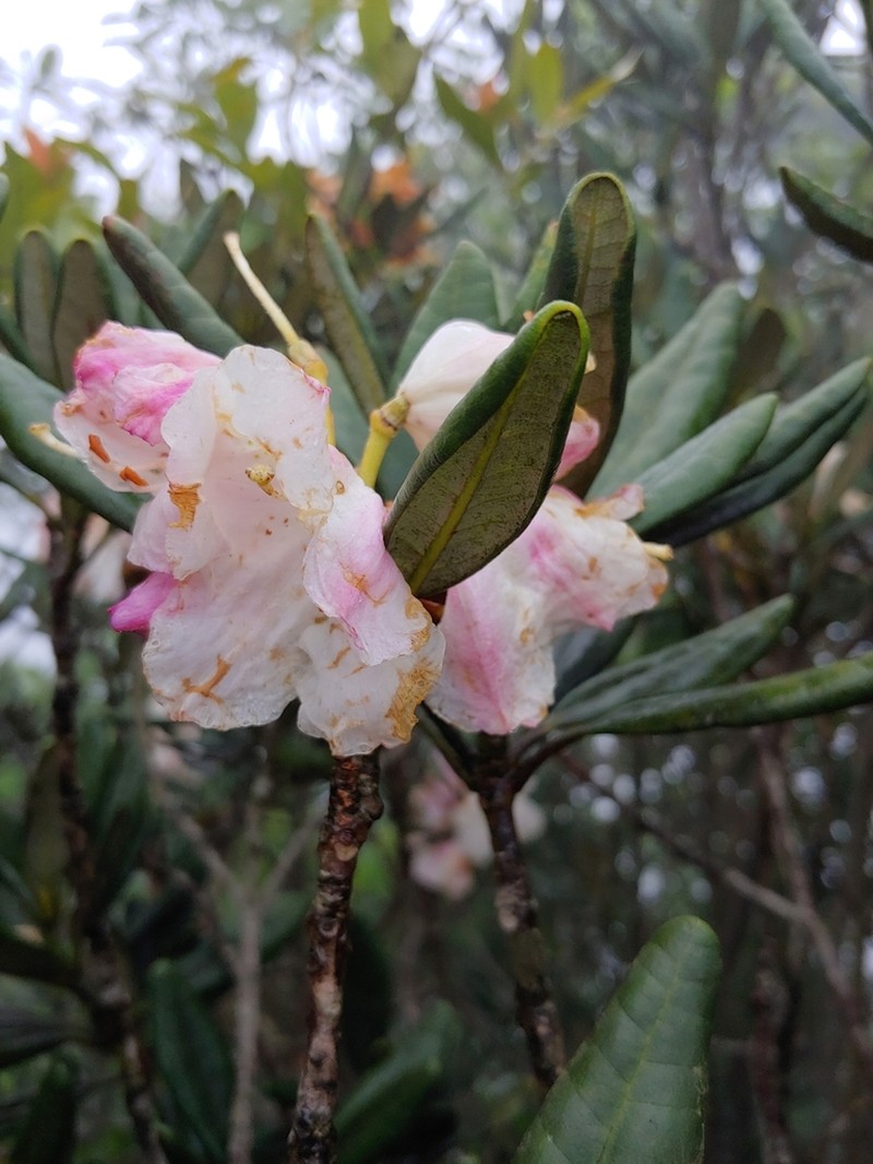 Rhododendron simiarum photo 5