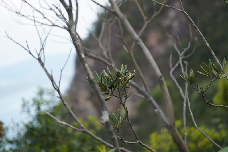 Rhododendron simiarum photo 6