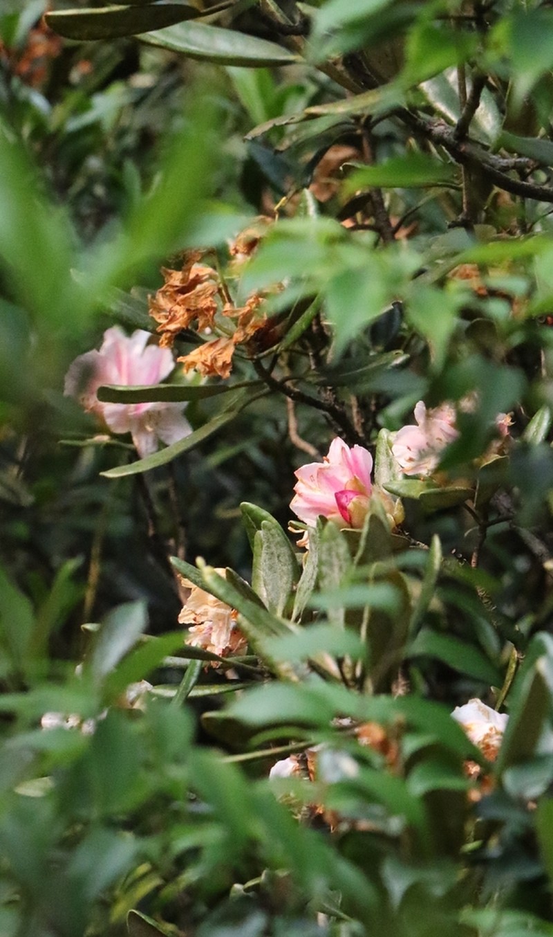 Rhododendron simiarum photo 7