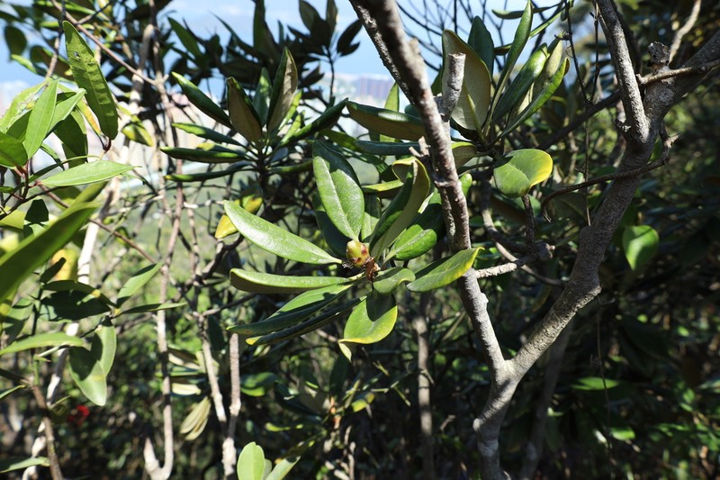 Rhododendron simiarum photo 8