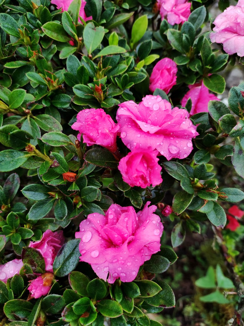 Rhododendron simsii