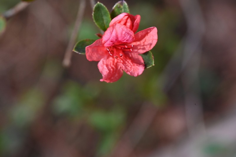 Rhododendron simsii photo 2