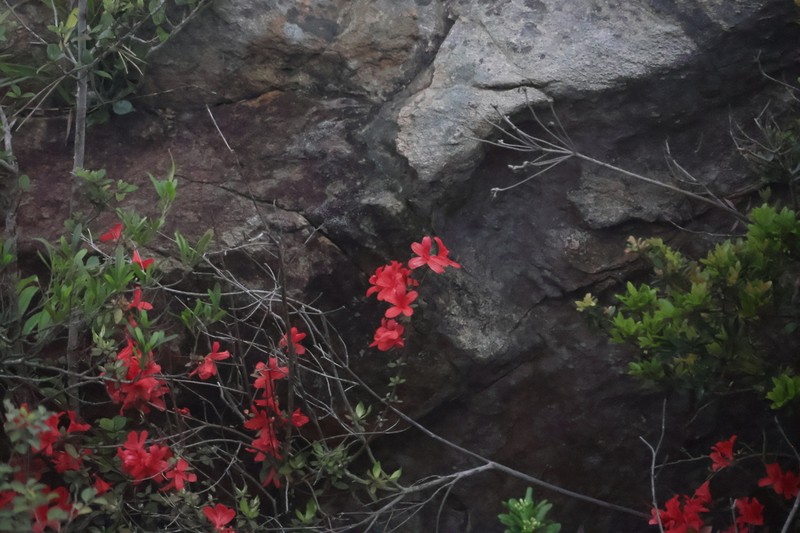 Rhododendron simsii photo 3