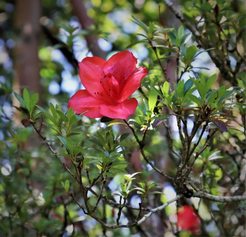 Rhododendron simsii photo 4
