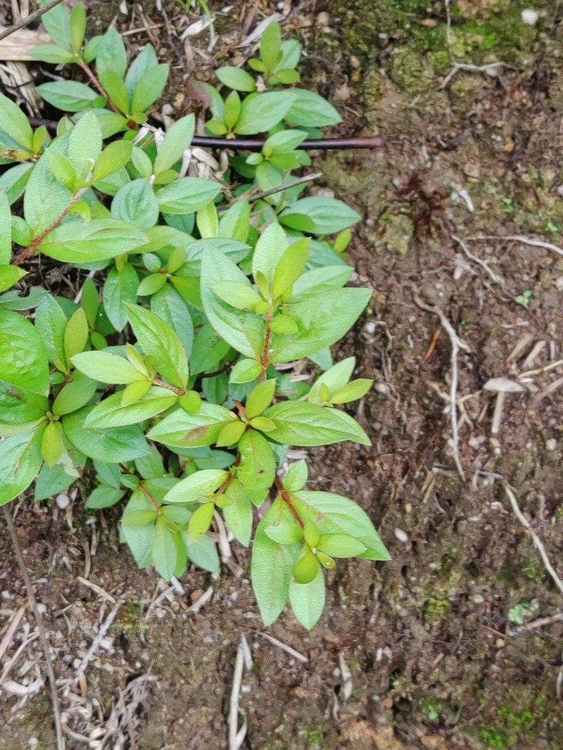 Rhododendron simsii photo 6