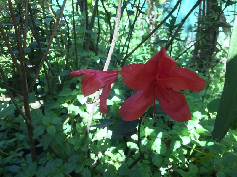 Rhododendron simsii photo 7