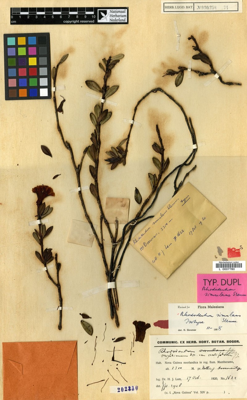 Rhododendron simulans