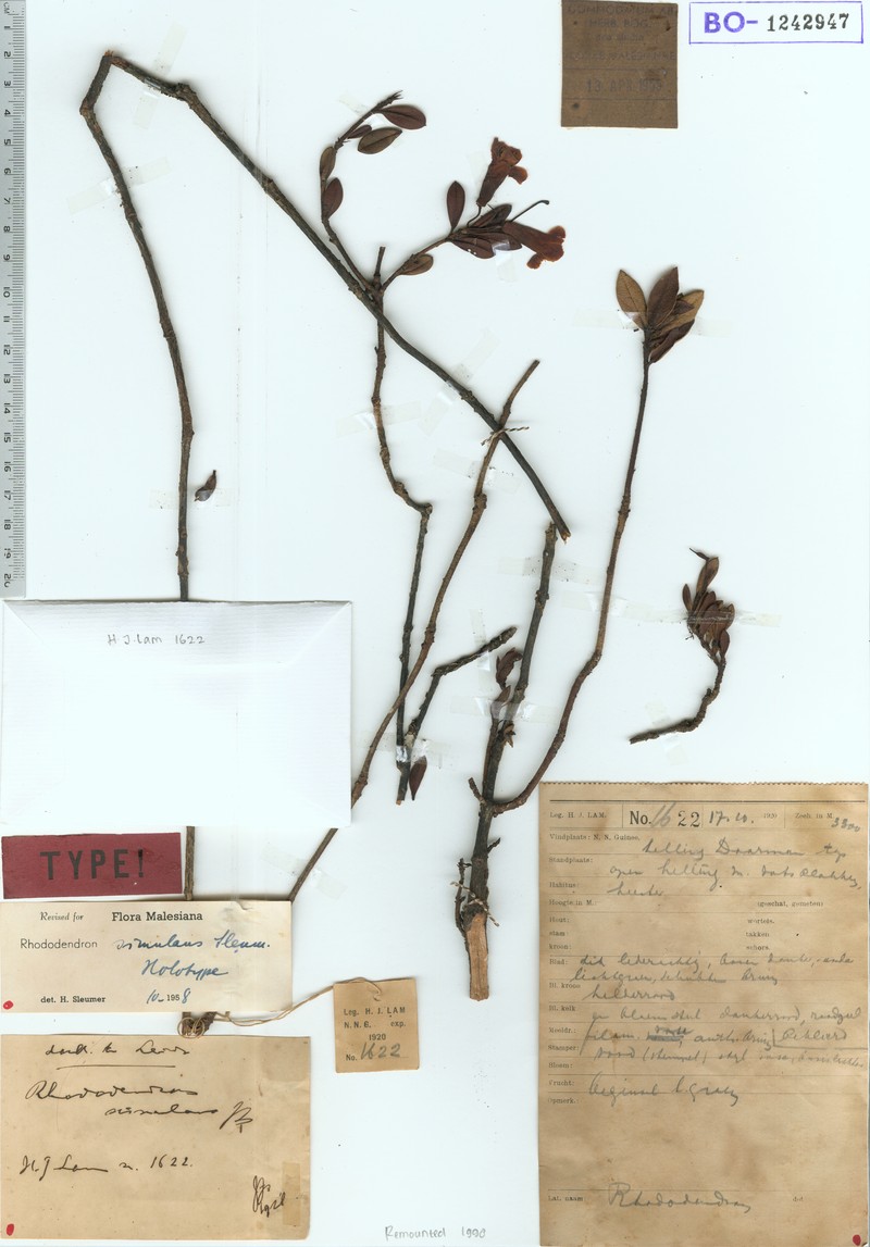 Rhododendron simulans photo 2