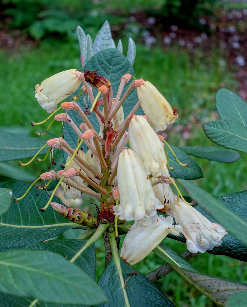 Rhododendron sinofalconeri