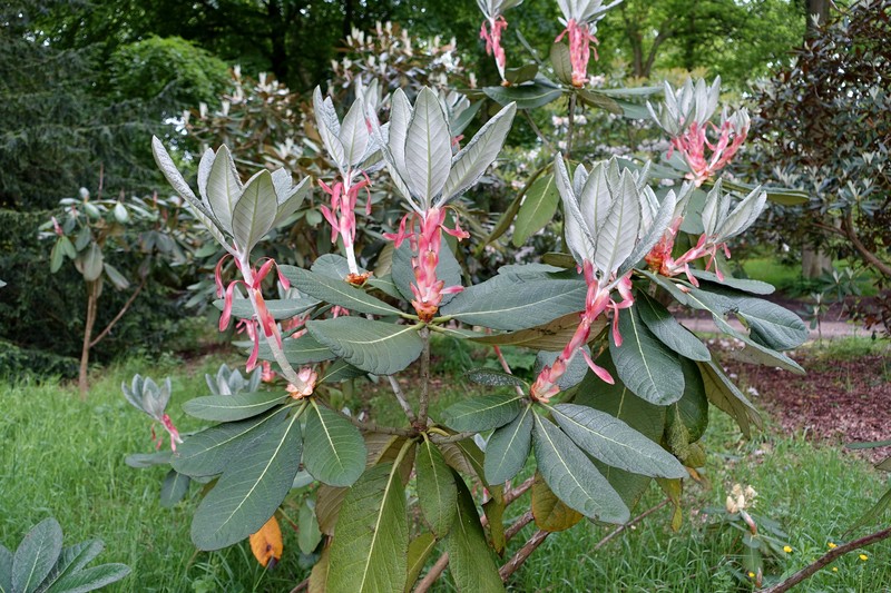 Rhododendron sinofalconeri photo 2