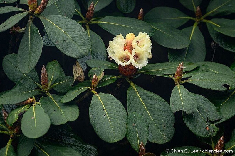 Rhododendron sinofalconeri photo 3