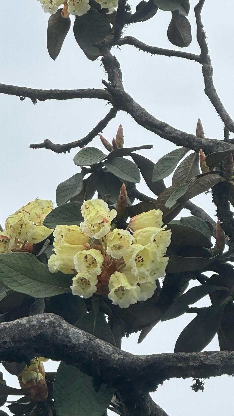 Rhododendron sinofalconeri photo 6
