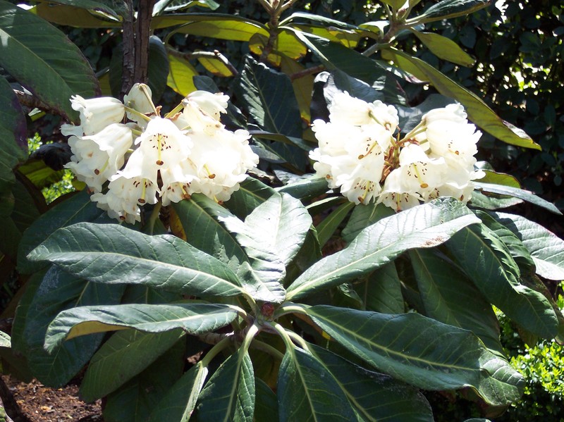 Rhododendron sinogrande