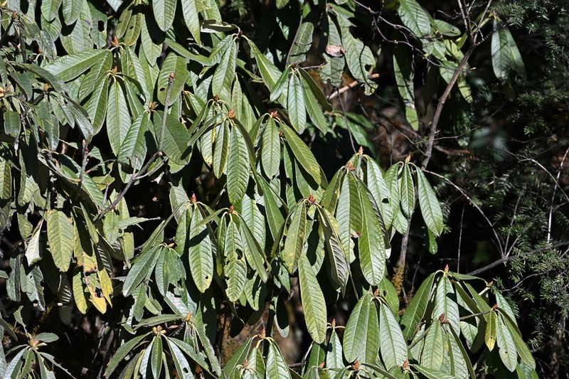 Rhododendron sinogrande photo 2