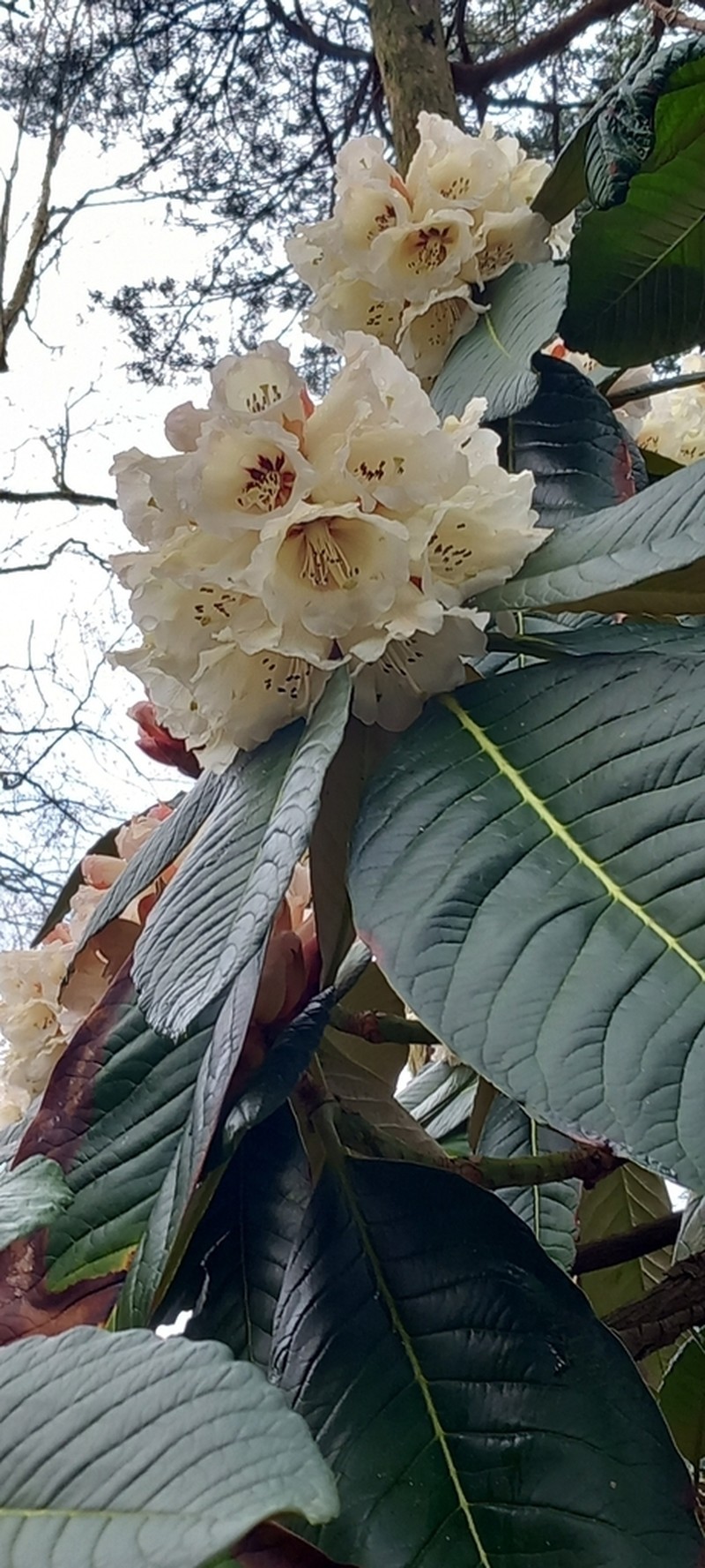 Rhododendron sinogrande photo 5