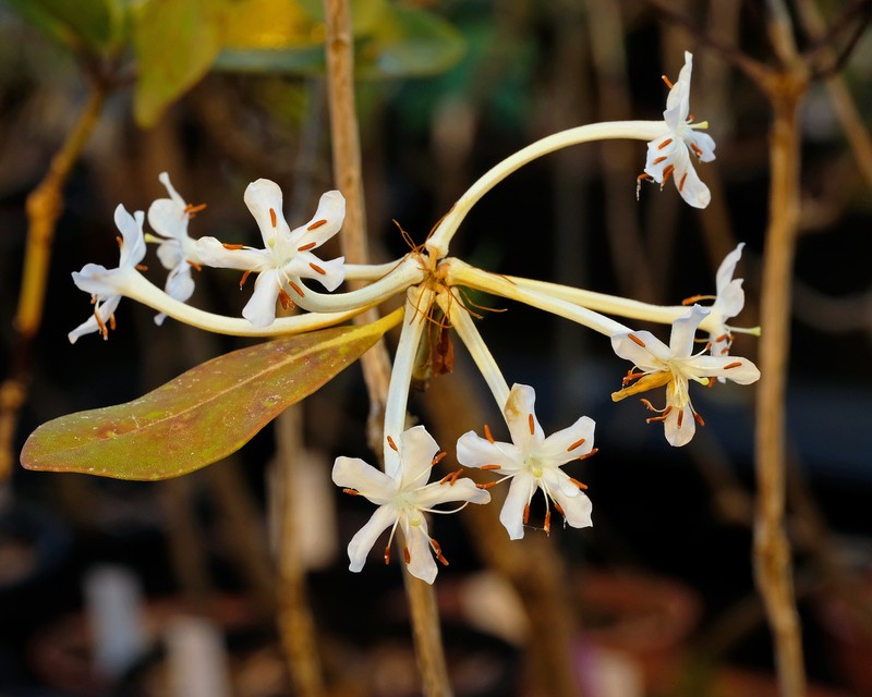 Rhododendron siobriense