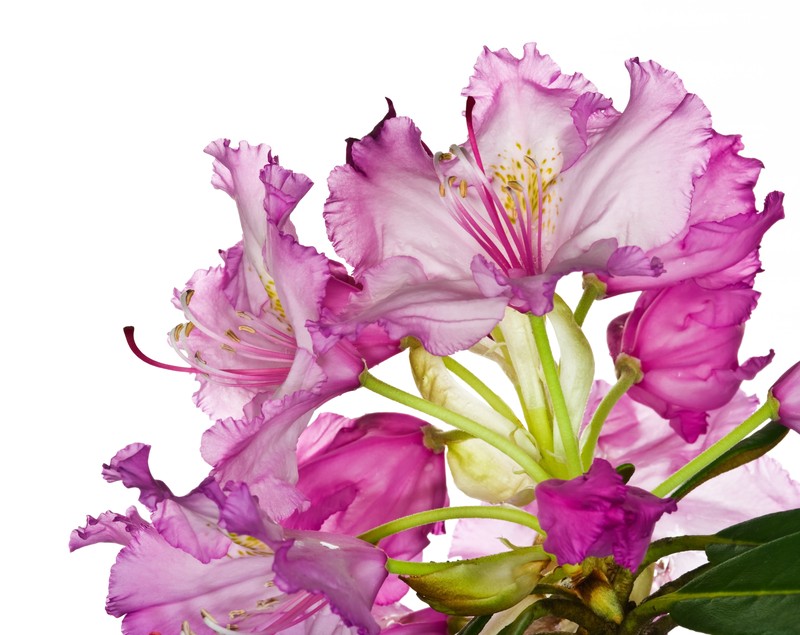 Rhododendron smirnowii