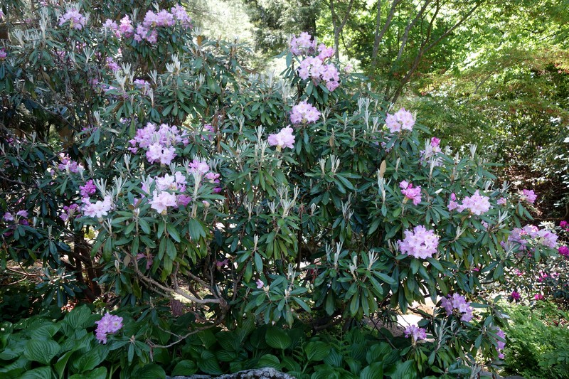 Rhododendron smirnowii photo 2