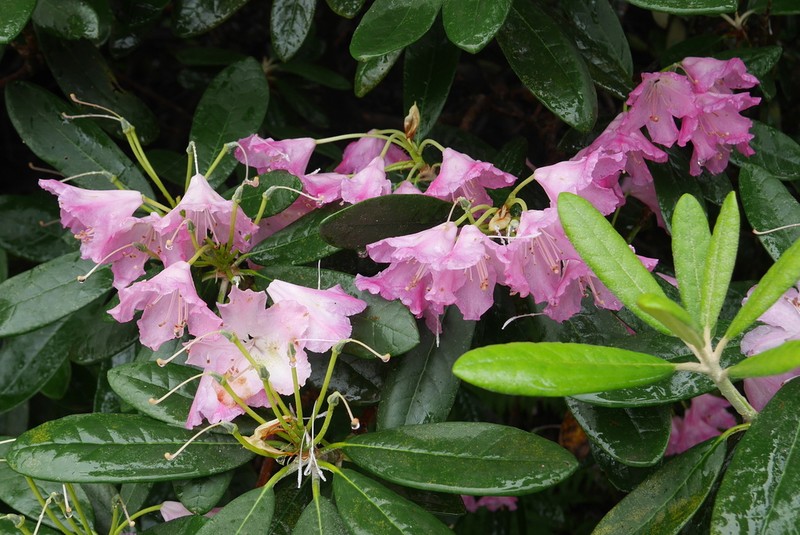 Rhododendron smirnowii photo 3
