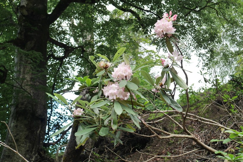 Rhododendron smirnowii photo 4