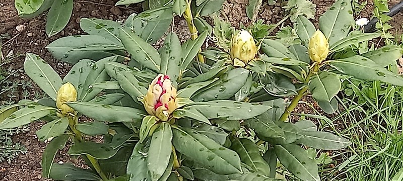 Rhododendron smirnowii photo 5