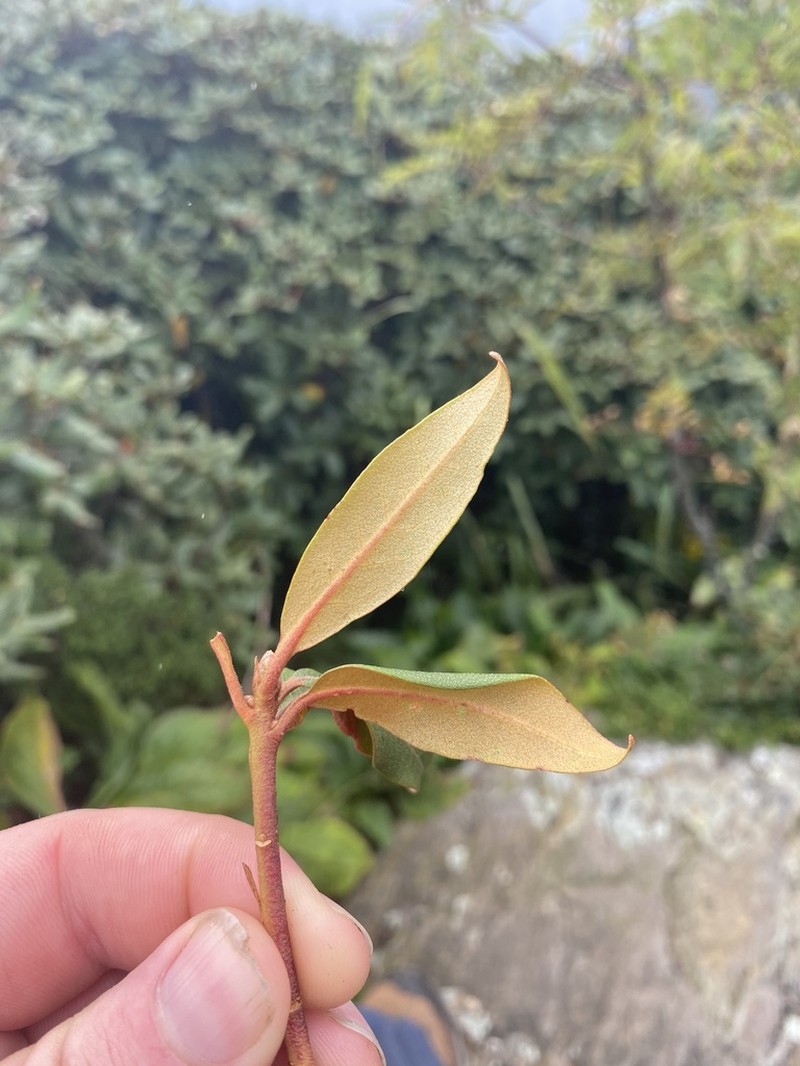 Rhododendron smokianum photo 2