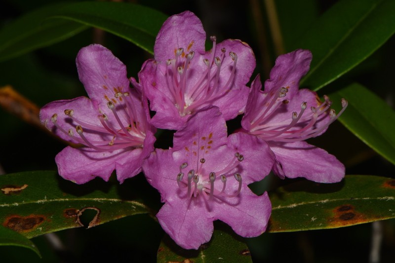 Rhododendron smokianum photo 3