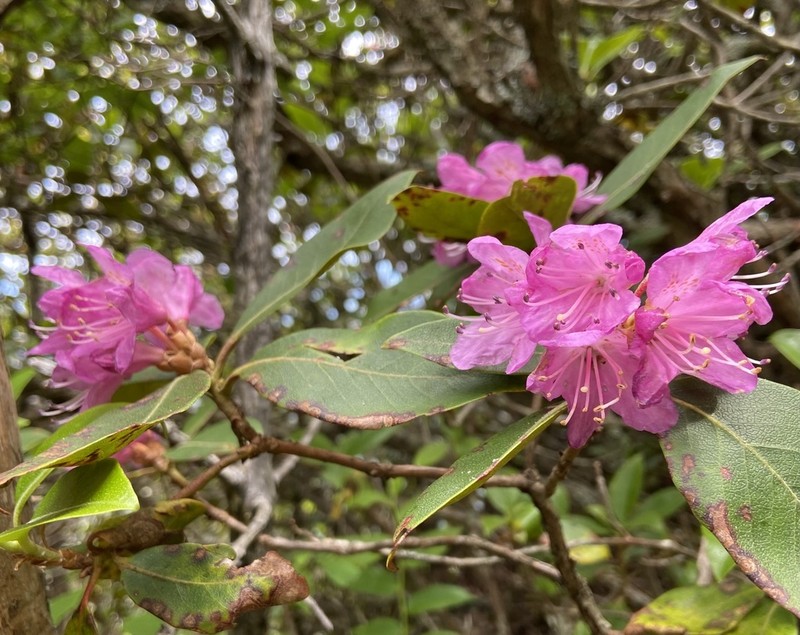 Rhododendron smokianum photo 4